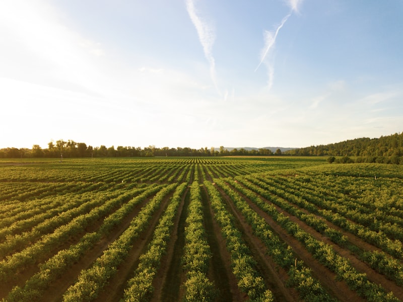 Campo agrícola con riego